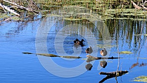 Blue-winged Teal ducks on the blue water of a pond on a sunny afternoon.