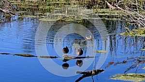 Blue-winged Teal ducks, Spatula discors, on the blue water of a small pond in Texas.