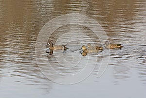 Blue-winged Teal Family out for a Swim