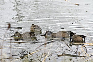 Blue Winged Teal Feeding