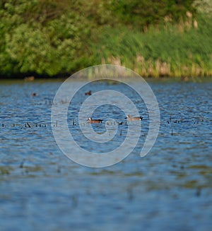 Blue-winged Teal feeding in a lake