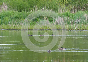 Blue-winged Teal feeding in a lake photo