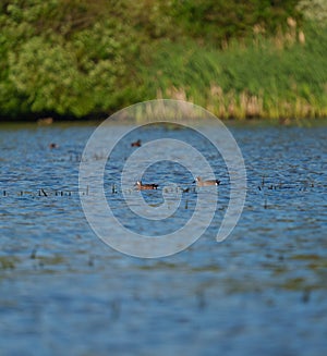 Blue-winged Teal feeding in a lake photo
