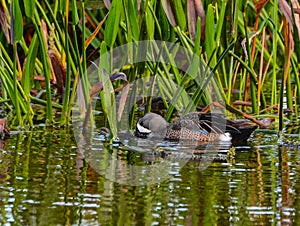 Blue Winged Teal Feeding in the Reeds