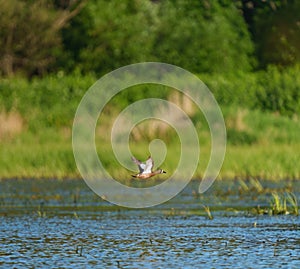 Blue-winged Teal flying at lakeside