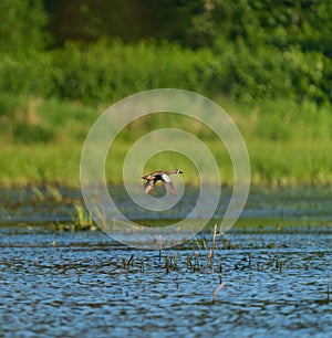 Blue-winged Teal flying at lakeside