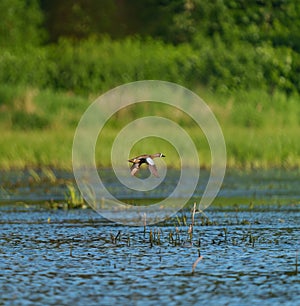 Blue-winged Teal flying at lakeside photo