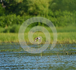 Blue-winged Teal flying at lakeside photo