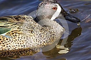 Blue Winged Teal