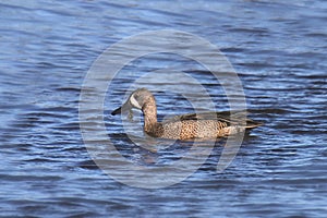 Blue-winged Teal male anas discors