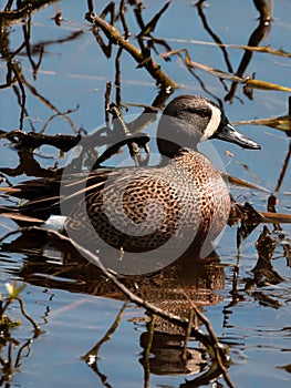 Blue winged teal