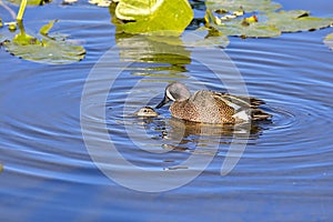 Blue-Winged Teal Male Duck Mounted On Top Of Female
