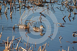 Blue-winged Teal Pair photo