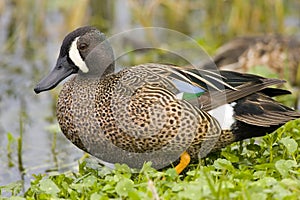 Blue-winged Teal resting photo