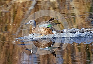 Blue-winged Teal skidding to a landing in reflective pond