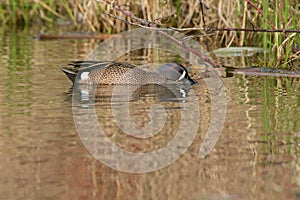 Blue-winged Teal - Spatula discors