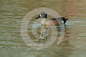 Blue-winged Teal - Spatula discors