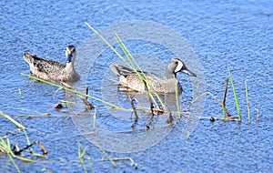 Blue-winged Teal Spatula discors Ducks, male and female