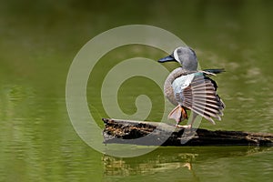 Blue-winged Teal Stretching Its Wings photo