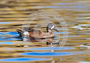 Blue-winged Teal swimming in a golden lake