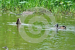 Blue-winged teals in a marsh