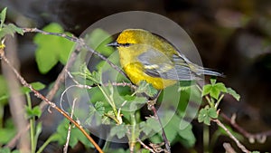 Blue Winged Warbler