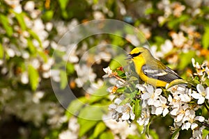 Blue-winged Warbler photo