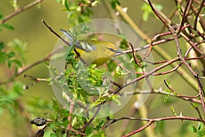 Blue-winged Warbler - Vermivora cyanoptera photo