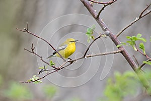 Blue-winged Warbler Perching on Rose Bush