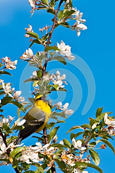 Blue-winged Warbler photo