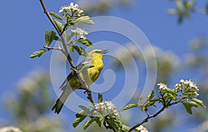 Blue-winged Warbler Vermivora cyanoptera