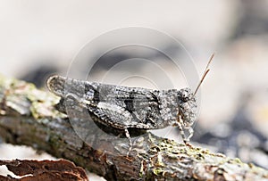 Blue-winged wasteland insect, Oedipoda caerulescens.