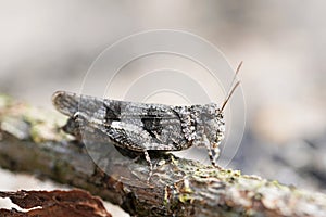 Blue-winged wasteland insect, Oedipoda caerulescens.