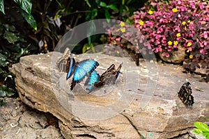 Blue wings butterflies at Montreal Botanical Garden