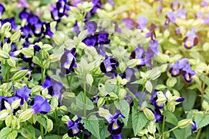 Blue Wishbone flower