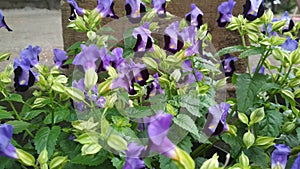 The Blue Wishbone Flowers & x28;Torenia Fournieri& x29;