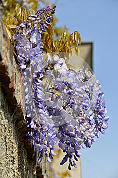 Blue wisteria