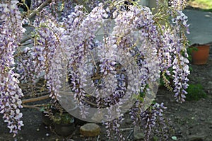 Blue wisteria blooms