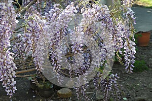 Blue wisteria blooms photo