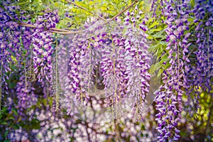 Blue Wisteria blossom on green blurred garden background. Chinese Fabaceae Wisteria sinensis flower photo