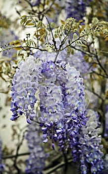 Blue Wisteria flowers