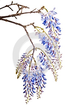 Blue wisteria flowers photo