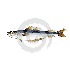 Blue Witing, watercolor isolated illustration of a fish.