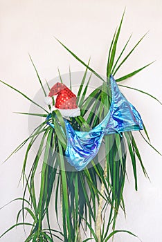 Blue womens swimsuit hanging on palm tree, the concept of summer holidays at sea