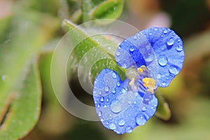 Blue Wonder - Wild Beauty, Dew of Blue