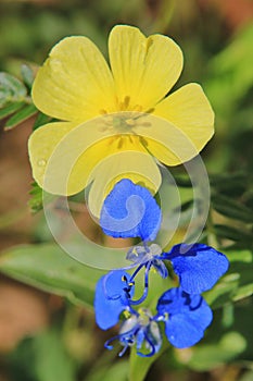 Blue Wonder - Wild Flower Background - Africa.