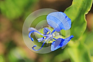 Blue Wonder - Wild Flower Background from Nature