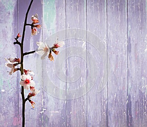 Blue wood background spring almond flowers