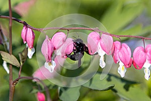 A blue wood bee searches for pollen on a heart flower,Lamprocapnos spectabilis