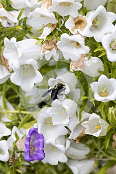 A blue wood bee, Xylocopa violacea, searches for pollen in a bellflower